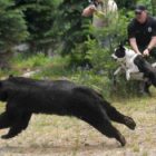 Police Officer Christopher Pekema, from Joint Base Lewis-McChord, in Washington state, right, holds on to Mishka, a Karelian bear dog, as Washington Fish and Wildlife officials release a black bear Aug. 3, 2011, in a remote area of the Cascade Range.