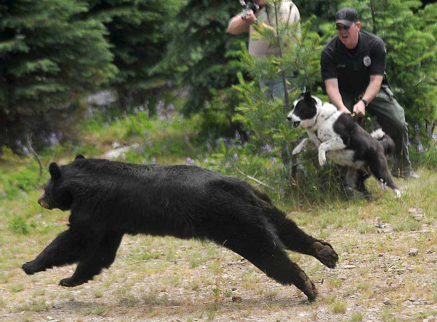 Police Officer Christopher Pekema, from Joint Base Lewis-McChord, in Washington state, right, holds on to Mishka, a Karelian bear dog, as Washington Fish and Wildlife officials release a black bear Aug. 3, 2011, in a remote area of the Cascade Range.