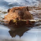 Beavers are capable and resourceful dam-builders. (click to enlarge)