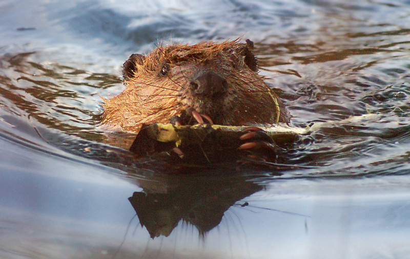 Beavers are capable and resourceful dam-builders. (click to enlarge)