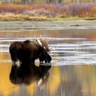 Autumn is a great time to see changing colors and abundant wildlife in Yellowstone and Grand Teton national parks. (Still image from video by Mike Cavaroc - click to enlarge)