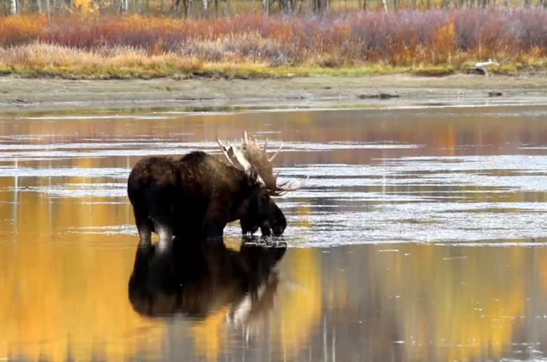 Autumn is a great time to see changing colors and abundant wildlife in Yellowstone and Grand Teton national parks. (Still image from video by Mike Cavaroc - click to enlarge)