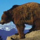 Researchers are working to gather more data on the role of declining whitebark pine trees in the slowing growth of grizzly bear populations around Yellowstone National Park.