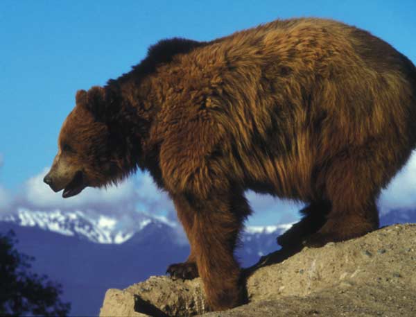 Grizzly bear managers across North America are sharing information on how to reduce bear-human conflicts.