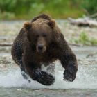 A coastal brown bear charges toward the camera in a still from The Ends of the Earth, an in-progress film about the Aniakchak National Monument and Preserve in Alaska. The film is among those to be screened Sept. 13-15 at the Second Annual Grand Teton National Park Film Festival. (Photo courtesy of Roy W. Wood - click to enlarge)