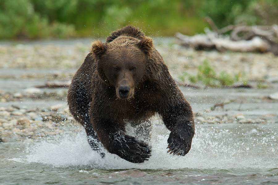 A coastal brown bear charges toward the camera in a still from The Ends of the Earth, an in-progress film about the Aniakchak National Monument and Preserve in  Alaska. The film is among those to be screened Sept. 13-15 at the Second Annual Grand Teton National Park Film Festival. (Photo courtesy of Roy W. Wood - click to enlarge)