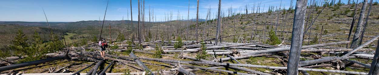 Jeannette Boner looks into the Upper Pelican Valley from the southern end of the Mirror Plateau in Yellowstone National Park. Fires and beetle-killed trees that have fallen over several dozen years have made travel across the plateau slow and tedious. (Bradly J. Boner/WyoFile — click to enlarge)