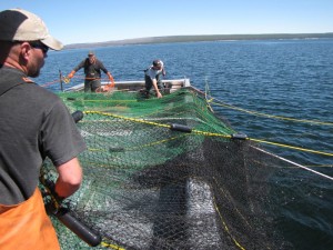 The Hickey Brothers, working a contractor boat for the National Park Service, set their trapping net for lake trout on Yellowstone Lake. The trapping efforts have been taking place since 2010. (Dan Hottle/NPS — click to enlarge)