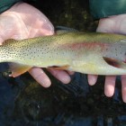 Wildlife officials are working to restore native fish species like Yellowstone cutthroat trout to waters across the region.