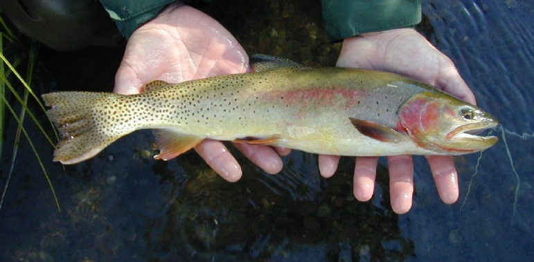 Wildlife officials are working to restore native fish species like Yellowstone cutthroat trout to waters across the region.