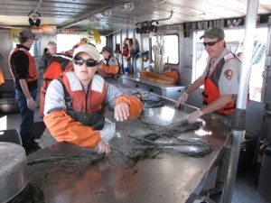 NPS personnel perform gillnetting on captured lake trout. Such coordinated efforts are key to suppressing the lake trout population. (Dan Hottle/NPS — click to enlarge)