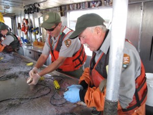 National Park Service personnel cut open lake trout to inspect for eaten cutthroat. Such efforts might be made easier with the location and destruction of lake trout spawning areas, such as Carrington Island. (Dan Hottle/NPS — click to enlarge)