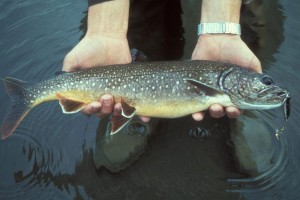 The lake trout have plagued Yellowstone Lake since their presence was made known in 1994. A single female can lay thousands of eggs and live up to 50 years, making them a particularly resilient foe. (Courtesy of U.S. Fish and Wildlife Service — click to enlarge)