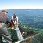 The Yellowstone Park Foundation funds a range of programs and projects, including a long-term effort to reduce lake trout populations in Yellowstone National Park.