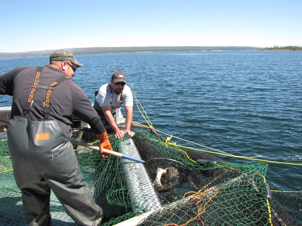 The Hickey Brothers, a contractor boat for the National Park Service, use trapnets to try and reel in lake trout. The fish has been growing in Yellowstone lakes at an exponential rate and overfeeding on the Yellowstone cutthroat, threatening the park’s entire ecosystem. (Dan Hottle/NPS — click to enlarge)