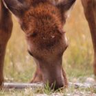 An elk in Yellowstone National Park munches on the last of summer's green grass as fall brings cooler temperatures. (Ruffin Prevost/Yellowstone Gate - click to enlarge)