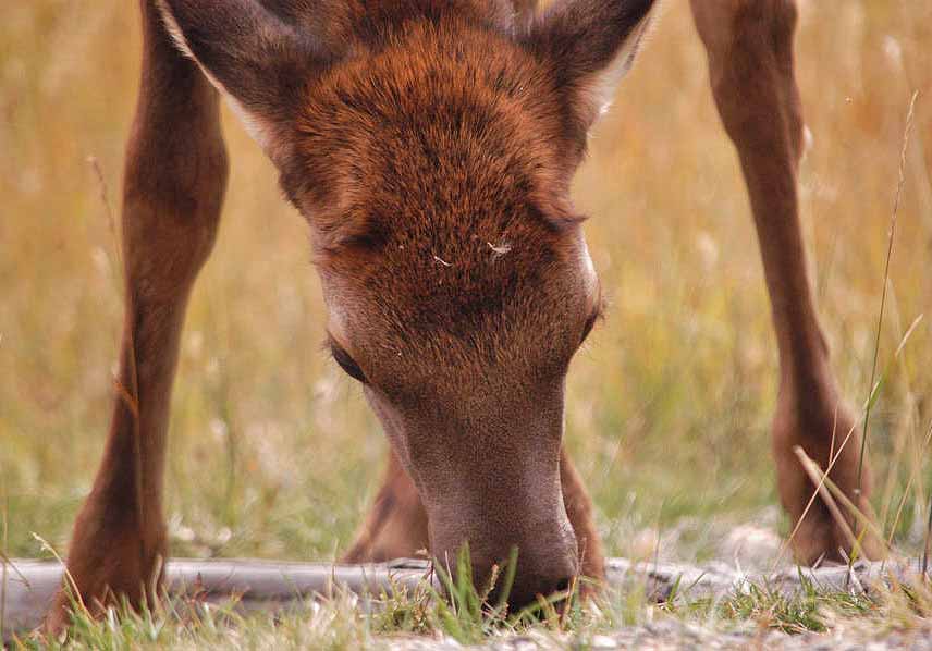 An elk in Yellowstone National Park munches on the last of summer's green grass as fall brings cooler temperatures. (Ruffin Prevost/Yellowstone Gate - click to enlarge)