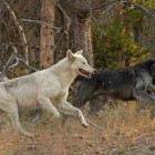 The Canyon Pack alpha male wolf (right) and his mate run near the FIrehole River in Yellowstone National Park. (©Sandy Sisti - click to enlarge)