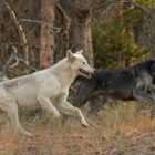 The Canyon Pack alpha male wolf (right) and his mate run near the FIrehole River in Yellowstone National Park. (©Sandy Sisti - click to enlarge)