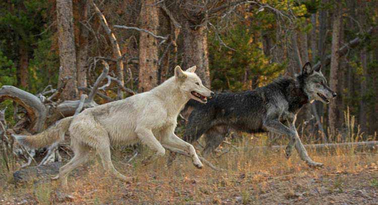 The Canyon Pack alpha male wolf (right) and his mate run near the FIrehole River in Yellowstone National Park. (©Sandy Sisti - click to enlarge)