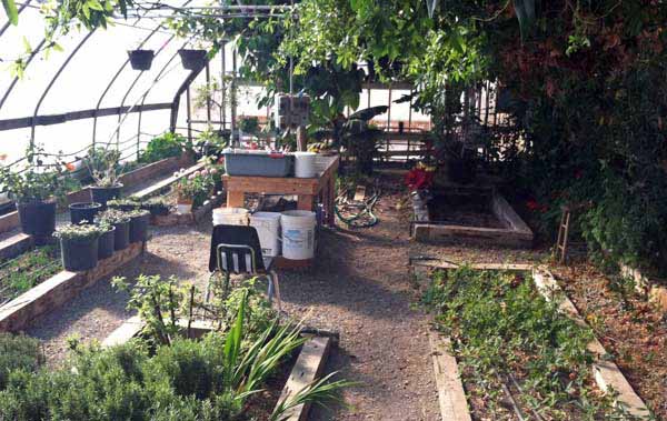 Chico Hot Springs in Pray, Mont. uses hot spring water to heat a greenhouse where fresh herbs and vegetables are raised for the resort's dining room. (Ruffin Prevost/Yellowstone Gate - click to enlarge)