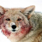 A coyote is smeared with elk blood after feeding on a carcass in the Lamar Valley in Yellowstone National Park. (©Meg Sommers - click to enlarge)