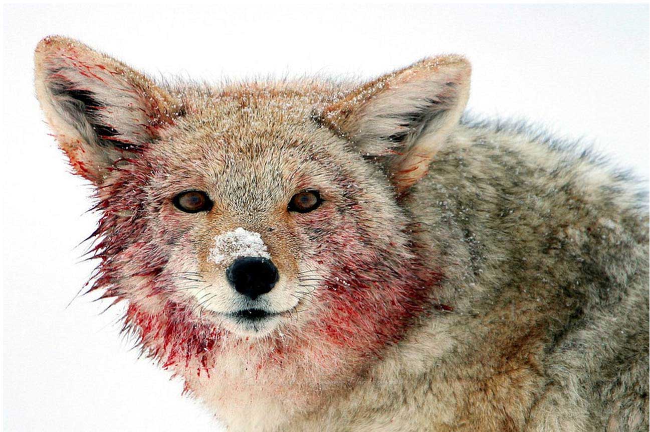 A coyote is smeared with elk blood after feeding on a carcass in the Lamar Valley in Yellowstone National Park. (©Meg Sommers - click to enlarge)