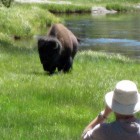 Yellowstone National Park visitor Robert Dea usues binoculars to watch a bison moments before it gores him. (courtesy photo by Barbara Dea - click to enlarge)