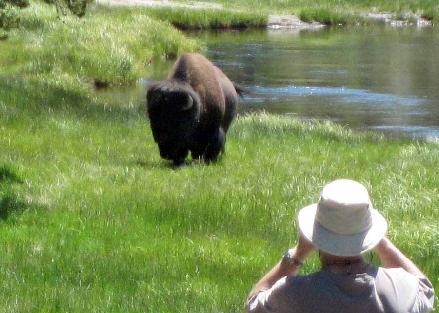 Yellowstone National Park visitor Robert Dea usues binoculars to watch a bison moments before it gores him. (courtesy photo by Barbara Dea - click to enlarge)