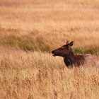 An elk cow from a herd in southern Yellowstone National Park relaxes in high grass. (Ruffin Prevost/Yellowstone Gate - click to enlarge)