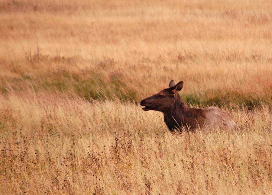 An elk cow from a herd in southern Yellowstone National Park relaxes in high grass. (Ruffin Prevost/Yellowstone Gate - click to enlarge)