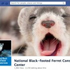 Federal wildlife managers are using social media tools like Facebook pages and YouTube videos to raise awareness of recovery efforts for the endangered black-footed ferret.