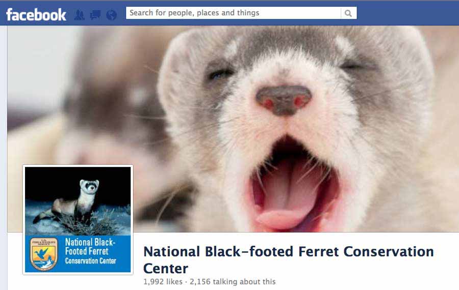 Federal wildlife managers are using social media tools like Facebook pages and YouTube videos to raise awareness of recovery efforts for the endangered black-footed ferret. 