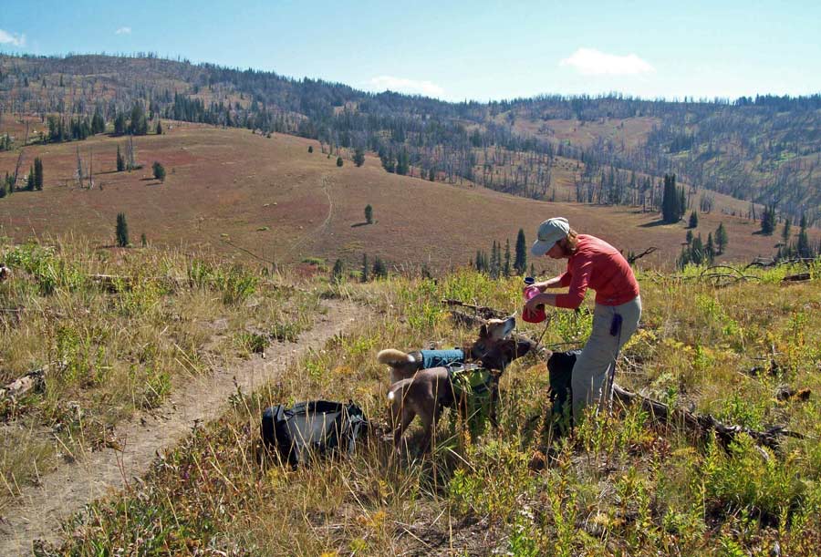 Deb Ehlers tends to her dogs, Kirwin and Maggie, on the Huckleberry Mountain trail in the Bridger-Teton National Forest. (Tom Ehlers, Jr. - click to enlarge)