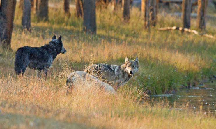 Wolves from the Canyon Pack in Yellowstone National Park drink from the Firehole River. (©Sandy Sisti - click to enlarge)