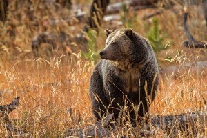 Raspberry, a grizzly bear born and raised around Yellowstone Lake, scans the landscape of Yellowstone National Park in October 2012. (©Sandy Sisti - click to enlarge)