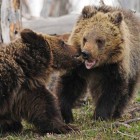 Grizzly bear siblings Raspberry, left, and White Claws tussle near Yellowstone Lake. (©Sandy Sisti - click to enlarge)