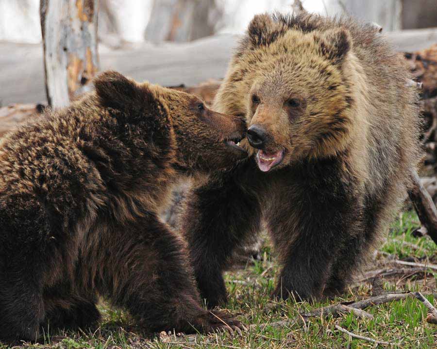 Grizzly bear siblings Raspberry, left, and White Claws tussle near Yellowstone Lake. (©Sandy Sisti - click to enlarge)