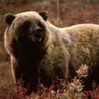 A few grizzly bears have been spotted emerging from hibernation in Yellowstone National Park.