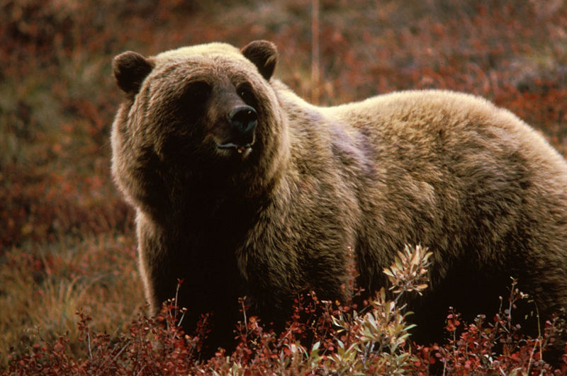 Yellowstone National Park managers will focus on hiker education after two visitors were killed by grizzly bears in 2011.