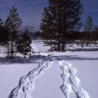 Grand Teton National Park rangers will offer daily snowshoe hikes this winter, as well as special full-moon hikes on selected days.