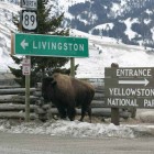 A bison stands near road signs in downtown Gardiner, Mont. in January 2006. (Jim Peaco/NPS - click to enlarge)
