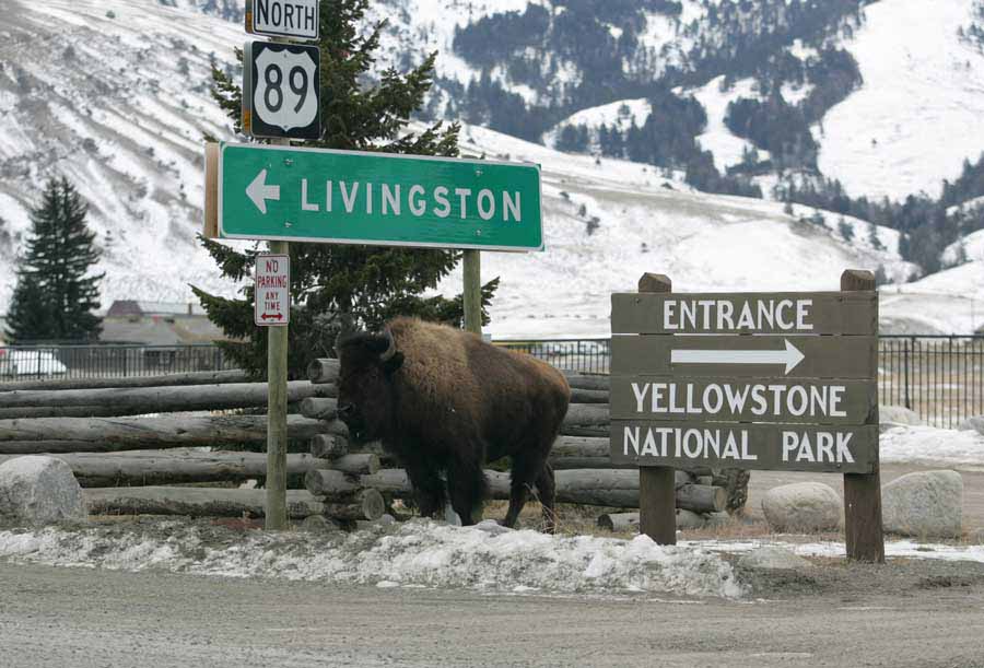 A bison stands near road signs in downtown Gardiner, Mont. in January 2006. (Jim Peaco/NPS - click to enlarge)
