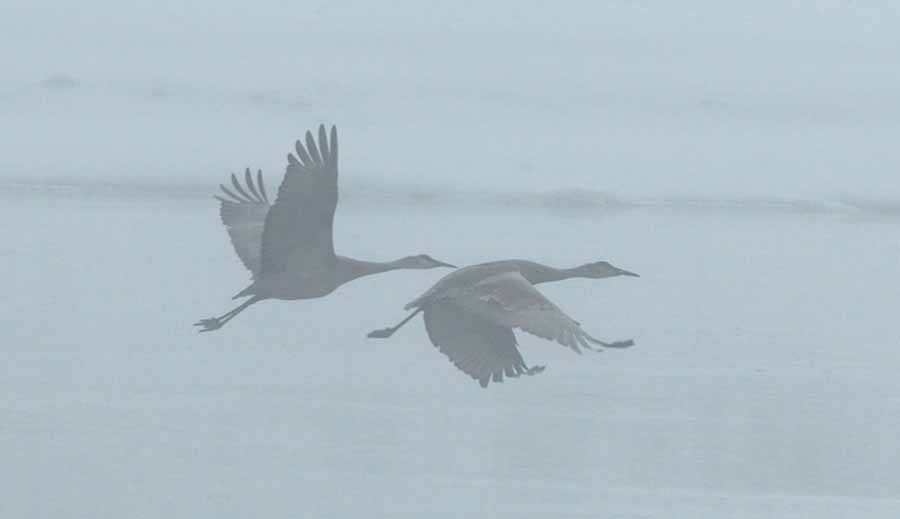 A thick fog shrouds a pair of sandhill cranes as they flow over the junction of Trout Creek and the Yellowstone River in Yellowstone National Park. (Ruffin Prevost/Yellowstone Gate - click to enlarge)