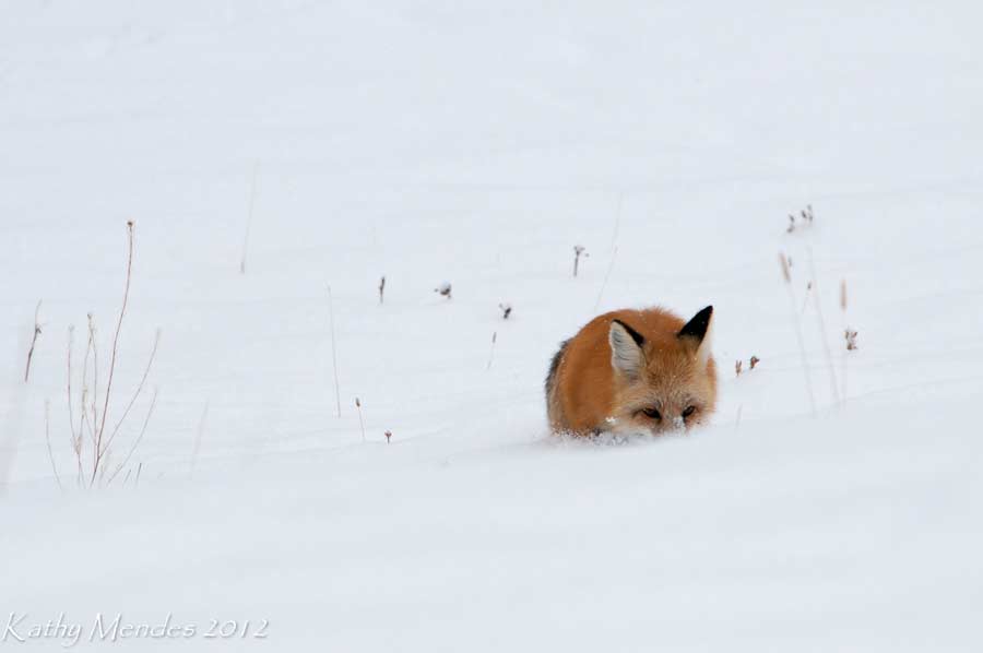 A red fox listens for prey beneath the snow in Yellowstone National Park. (©Kathy Mendes - click to enlarge)