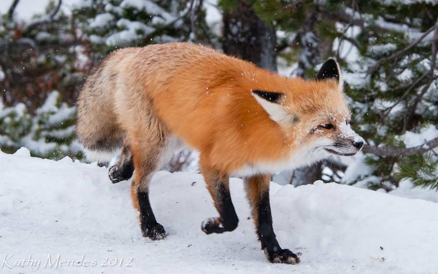A red fox walks through the snow in Yellowstone National Park. (©Kathy Mendes - click to enlarge)