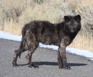 A wolf pup from the now-defunct Gardner Hole pack in Yellowstone National Park suffers from mange, a condition where mites cause excessive scratching resulting in fur loss. (NPS photo - click to enlarge)