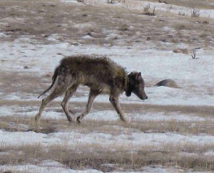 A collared female wolf  from the Leopold pack in Yellowstone National Park exhibits signs of a severe mange infection. Researchers are seeking visitor photos showing wolves with mange. (NPS photo - click to enlarge)