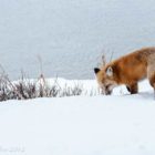 A red fox prowls along the Yellowstone River in October in Yellowstone National Park. (©Kathy Mendes - click to enlarge)