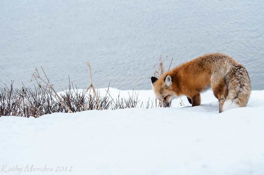 A red fox prowls along the Yellowstone River in October in Yellowstone National Park. (©Kathy Mendes - click to enlarge)